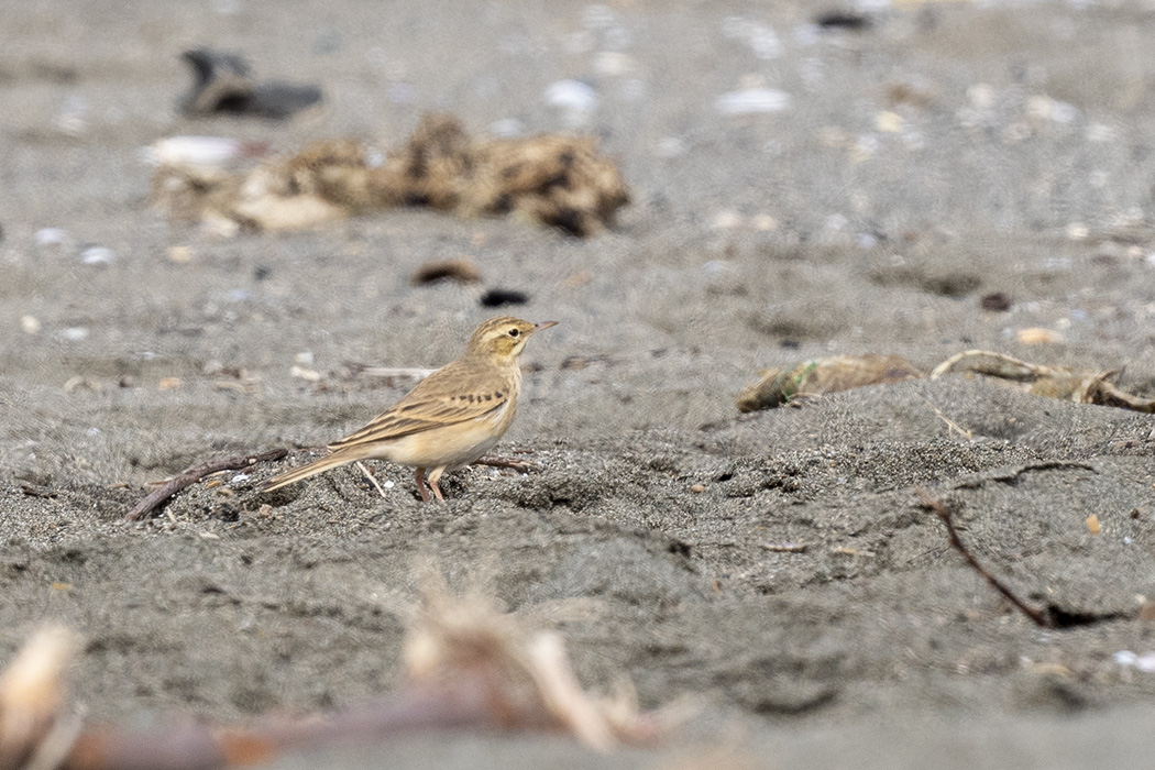 Tawny Pipit